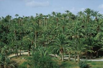 Palmeral Of Elche Desktop Wallpaper