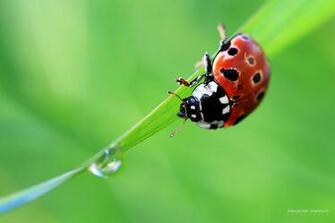 Ladybug Computer Wallpaper Desktop Background Id