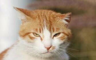 Sleepy Orange And White Cat Wallpaper