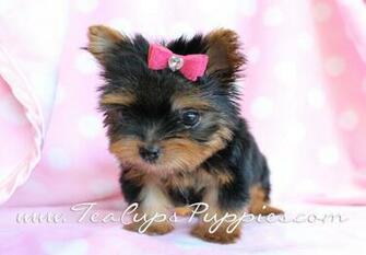 Teacup Yorkie Puppies High Resolution Wallpaper