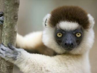 Funny Baboon Wallpaper For Widescreen Animal