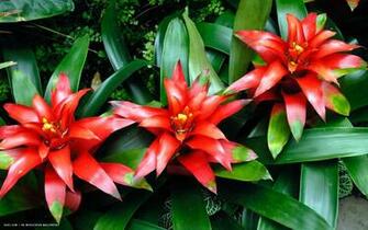 Bromeliad Flower HD Widescreen Wallpaper Flowers Background