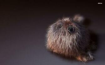 Cute Fuzzy Creature Wallpaper Funny