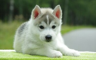 To Cute Puppy Wallpaper For Desktop Mobile Background Next Image