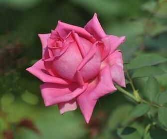 Gulab Ka Phool Wallpaper Check Out