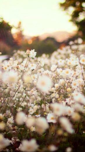 Daisies iPhone Wallpaper
