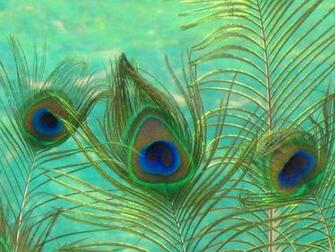 Peacock Feather Wallpaper