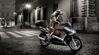 Cool Dogs HD Wallpaper Wallpaper202