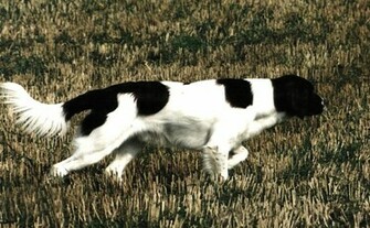 Hunting Dog Wallpaper