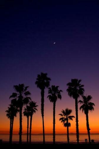 Palm Trees Sunset Wallpaper Tree S Of A