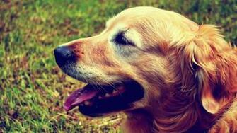 Golden Retriever Puppies Wallpaper High Definition