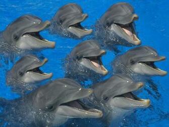 Hq Bottlenose Dolphins Wallpaper