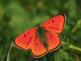 Fond Ecran Papillon Wallpaper Photo N