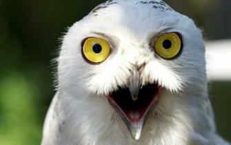 Pics Photos White Owl