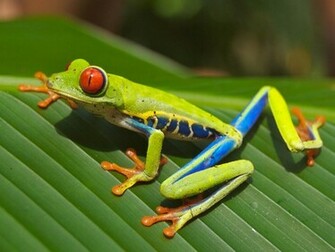 Funny Frogs HD Wallpaper Pictures Image