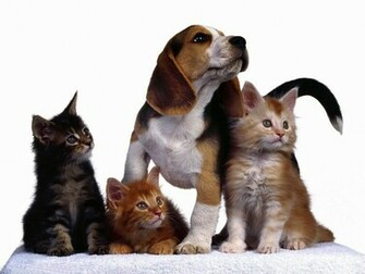 Cute Dog And Cat Wallpaper