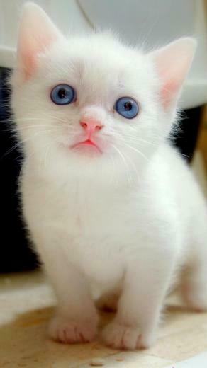 Cat Galaxy S4 Wallpaper HD