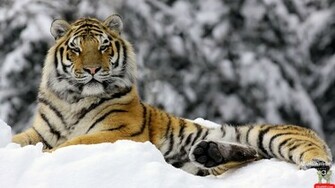 Siberian Tiger E Entertainment