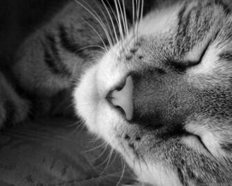 Smscs Photo Funny Kitten Wallpaper Background Html