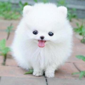 Beautiful Cute Dog Wallpaper Dogs