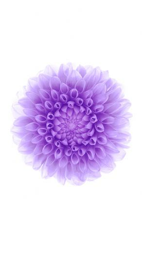 Purple Flower Background