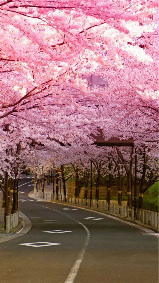 Cherry Blossom iPhone Wallpaper
