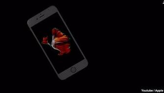 Siamese Fighting Fish Image In iPhone 6s Wallpaper Came From The