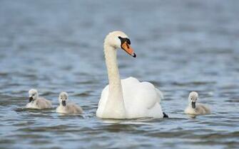 Mute Swan Computer Wallpaper Desktop Background Id