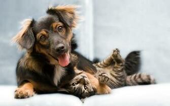 Dog And Kitten X Animals Photography Miriadna