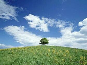 Country Field Blue Sky White Cloud Perfect Wallpaper