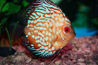 Discus Fish Wallpaper