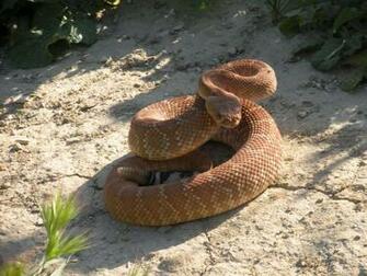 Wallpaper Rattlesnake