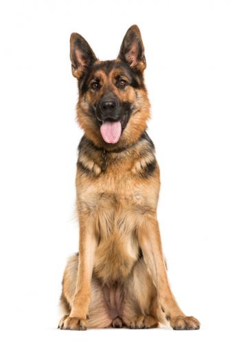 German Shepherd Years Old Sitting In Front Of White Background