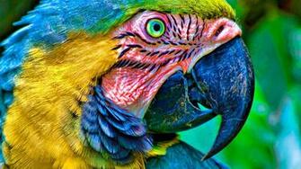 Parrot Desktop Wallpaper On Latoro
