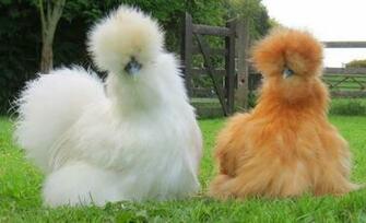 Silkie Chicken High Definition Wallpaper Baltana