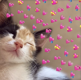 Ana Paula On Cats Cute And Dogs Funny