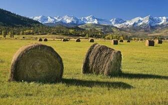 Meadow Wallpaper