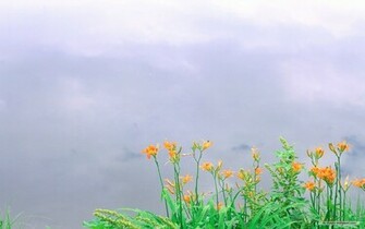 Flower Wallpaper Spring