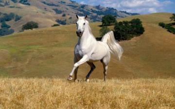 Beautiful White Horse Wallpaper