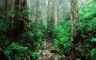 Olympic National Park Desktop Wallpaper