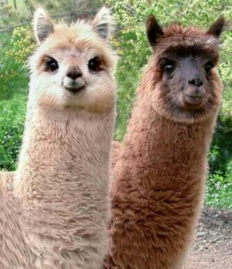 Funny Llama Image Animal