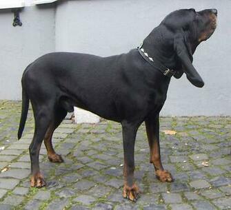 Best Black And Tan Coonhound Wallpaper