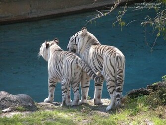 White Tiger Wallpaper Desktop