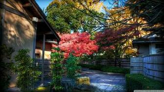 Momiji Behind Tea House Wallpaper