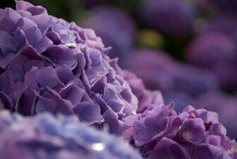 Hydrangea Computer Wallpaper Desktop Background Id