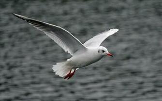 Birds Flying Wallpaper