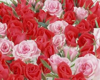 Beautiful Pictures Of Flowers Rose Wallpaper