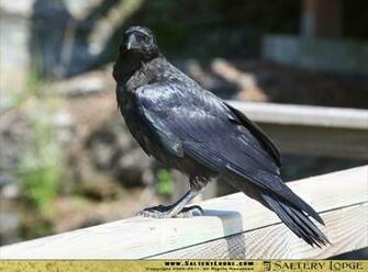 High Definition Wallpaper Photo Ravens Html