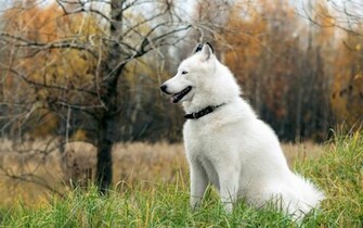 White Alaskan Malamute Wallpaper
