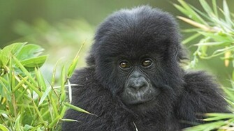Wallpaper With A Cute Litte Monkey In The High Grass HD Monkeys